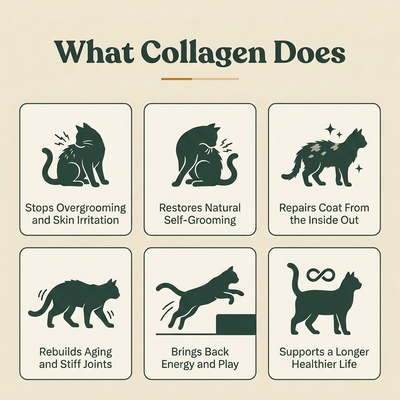 Liquid Collagen For Cats (Gift)
