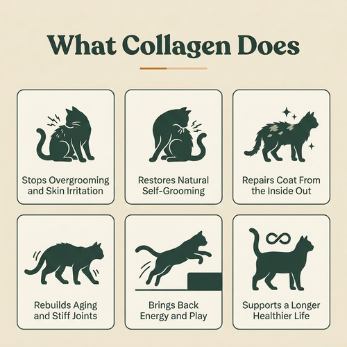 Liquid Collagen For Cats (Gift)
